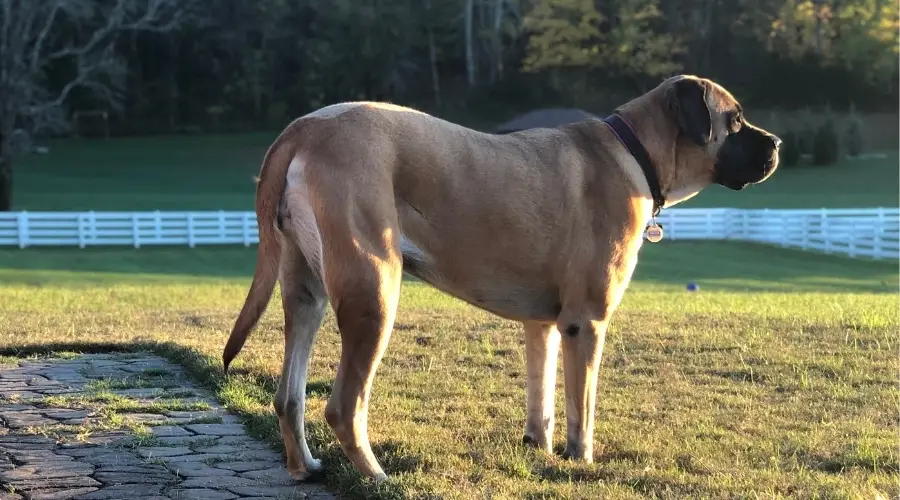 Perro sentado afuera mirando a través del campo