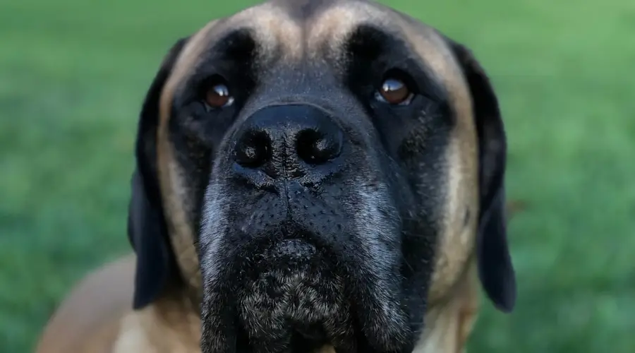 Perro hambriento mirando a la cámara