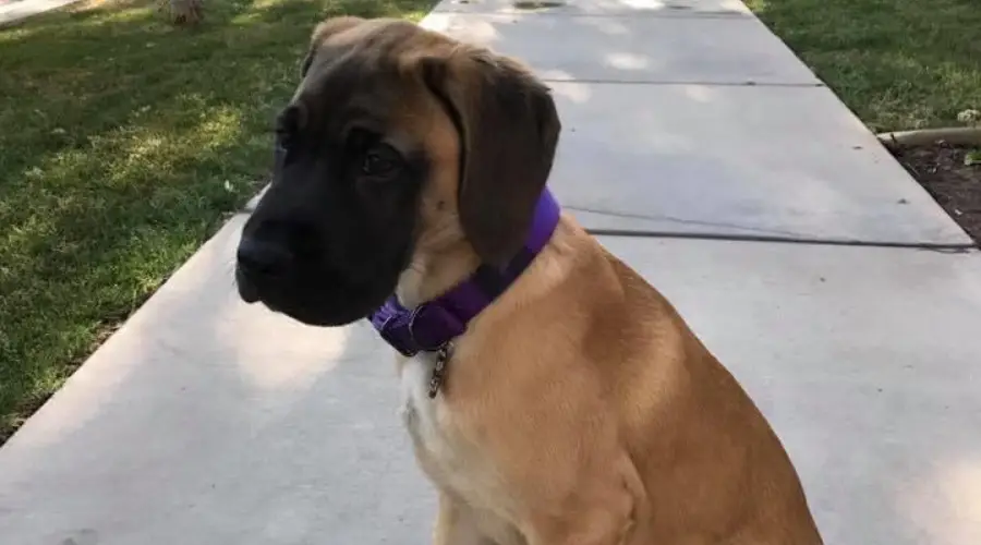 Cachorro grande al aire libre