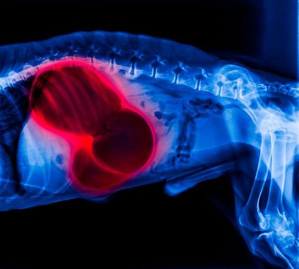 Abdomen distendido en perros - Causas de la distensión abdominal en perros