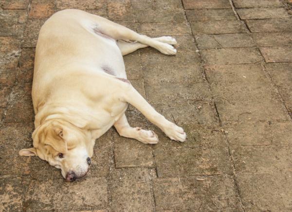 Abdomen distendido en perros - Tratamiento de la distensión abdominal en perros