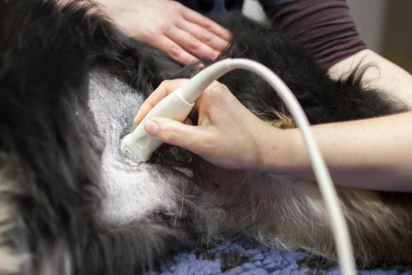 Abdomen distendido en perros - Diagnóstico de distensión abdominal en perros