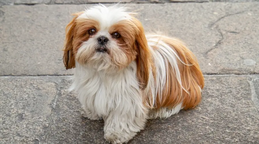 Pequeño perro rojo y blanco sentado