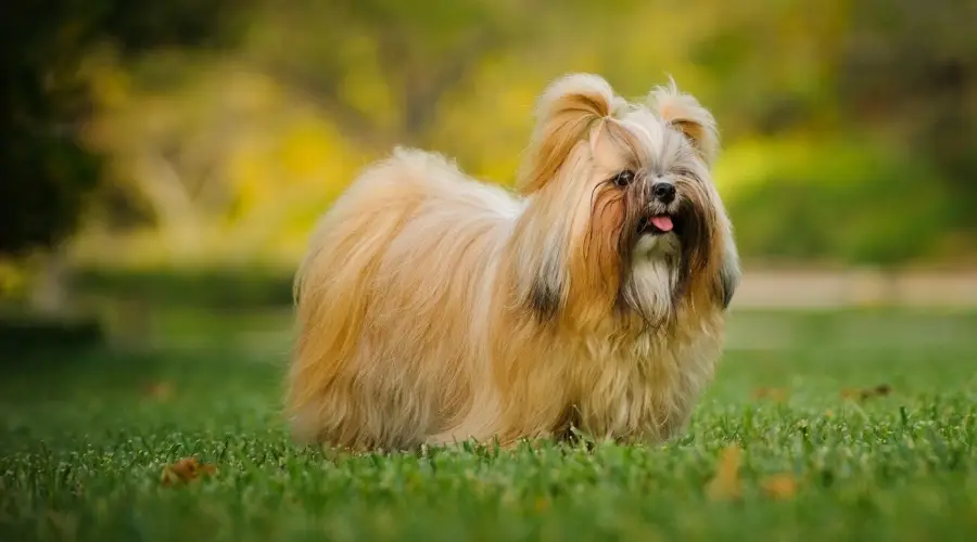 Perro blanco y dorado de pelo largo parado afuera