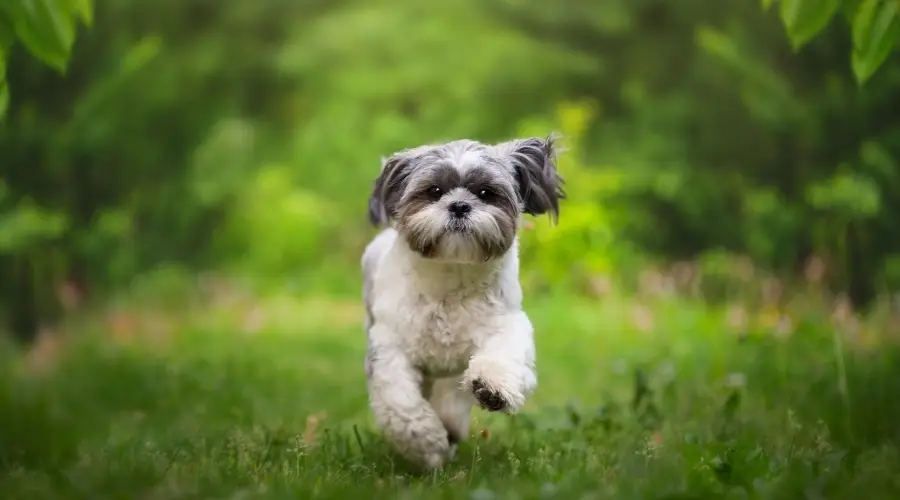 Perro azul y blanco corriendo hacia la cámara afuera