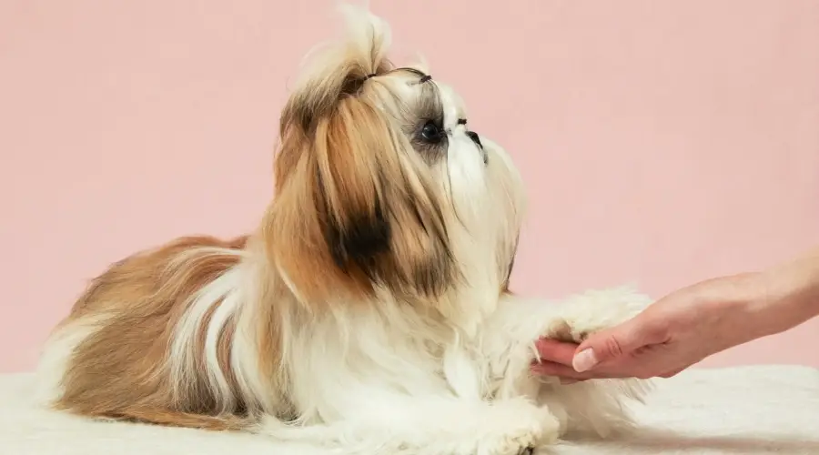 Perro bien cuidado estrechando la mano de un humano