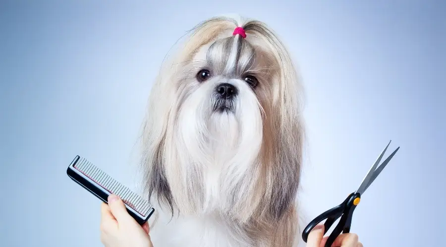 Perro blanco y azul con pelo largo.