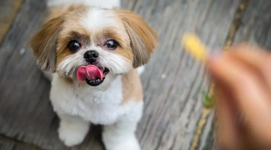 Perro pequeño feliz esperando un regalo