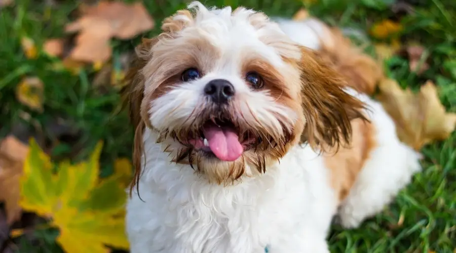 Perro feliz rojo y blanco