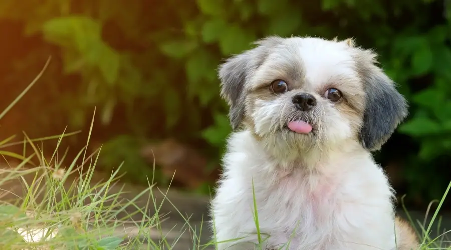 Pequeño cachorro con la lengua fuera