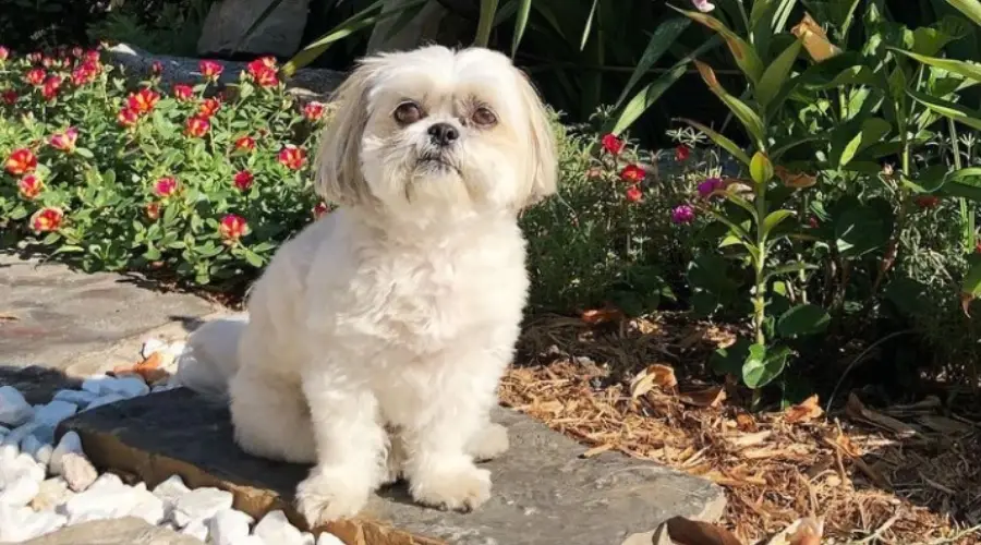 Pequeño perro blanco en un jardín.