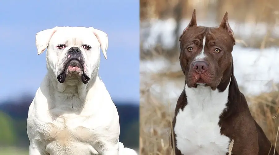 Perros serios mirando a la cámara