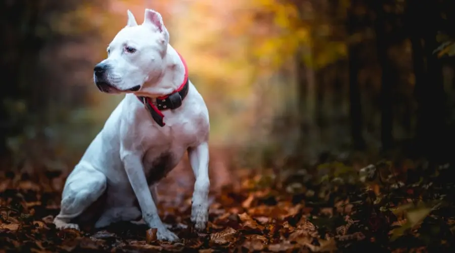 Perro blanco sentado en la naturaleza