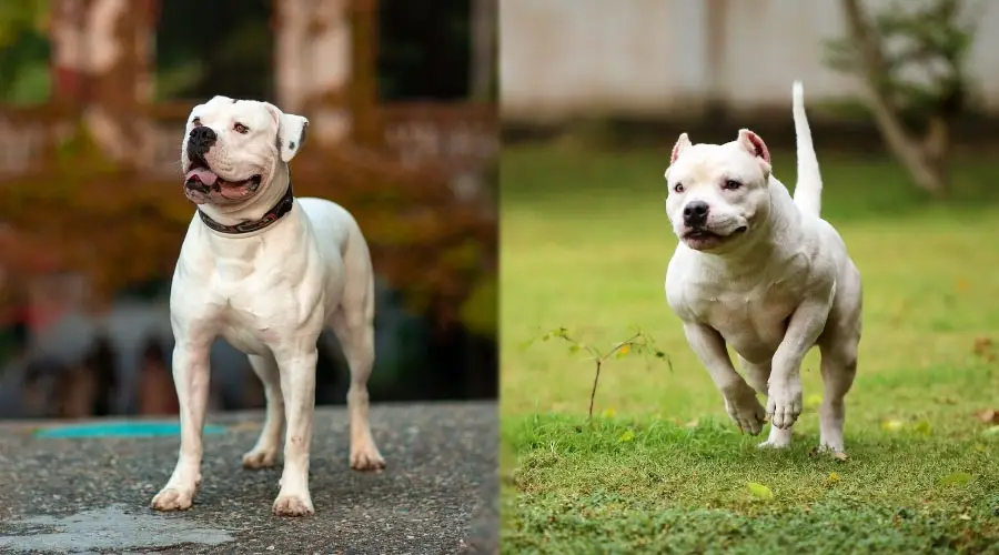 Perro blanco parado y perro blanco corriendo