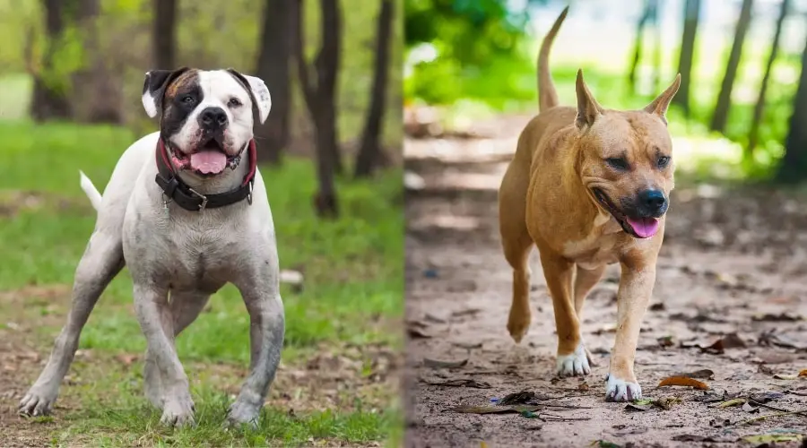 Perros felices caminando