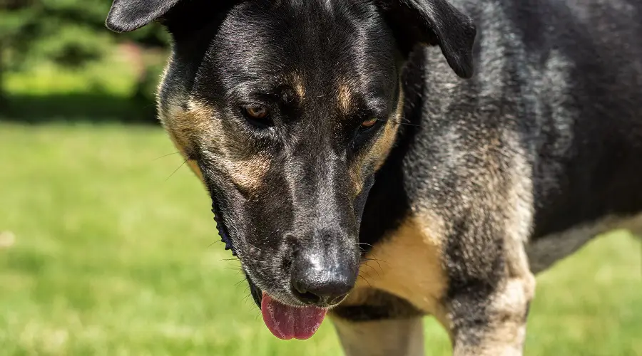 Abrigo negro Labrashep