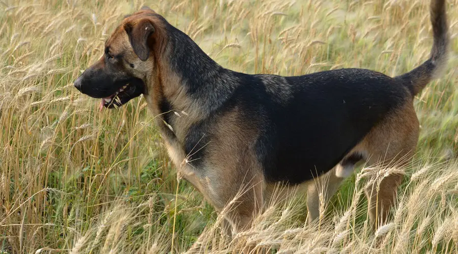 Labrashep de pelo corto