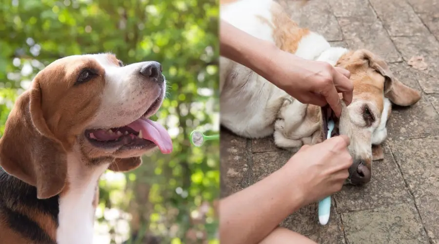 Cepillar los dientes de los perros