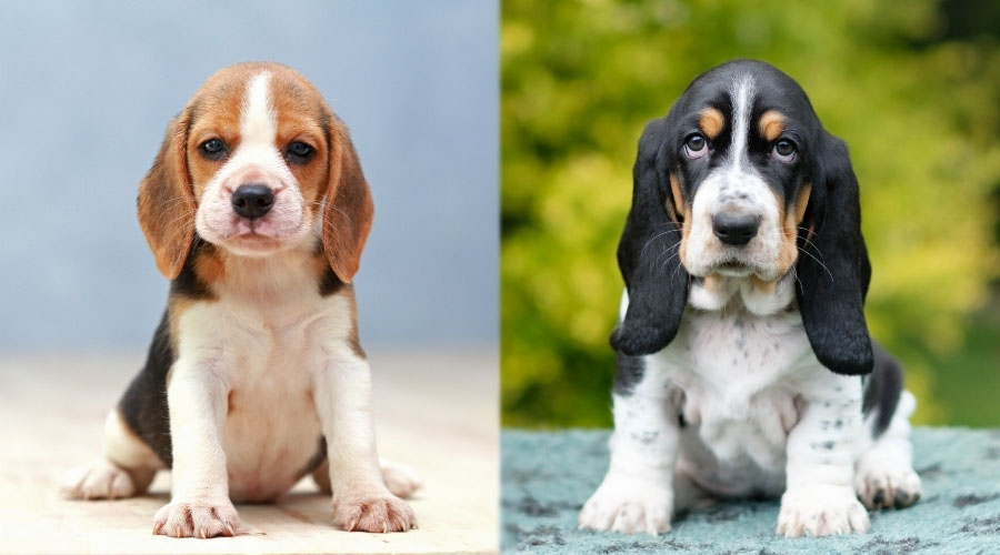 Perros cachorros sentados