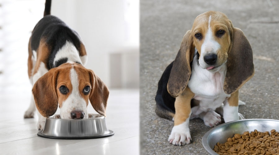 Perros cerca de tazones para perros