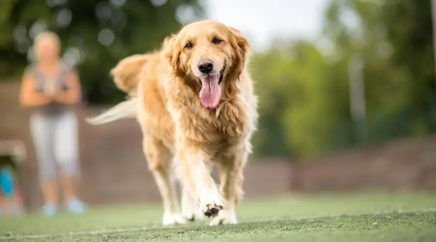 Perro feliz caminando hacia la cámara