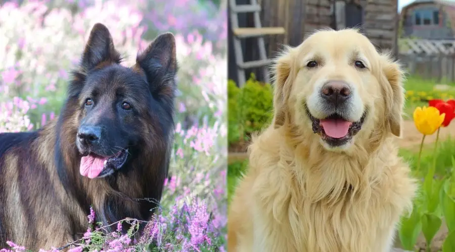 Perros sonrientes entre flores