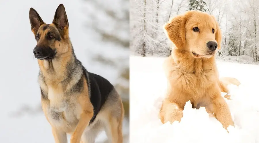 Perros serios en la nieve