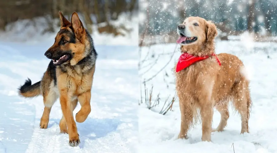 Perros parados en la nieve