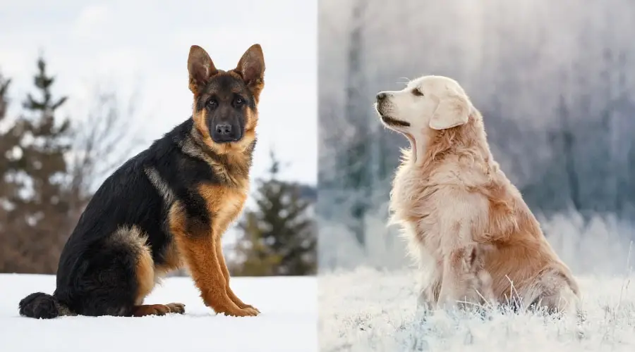 Perros sentados en la nieve.