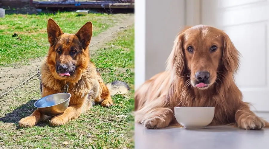 Perros mirando hacia arriba después de comer