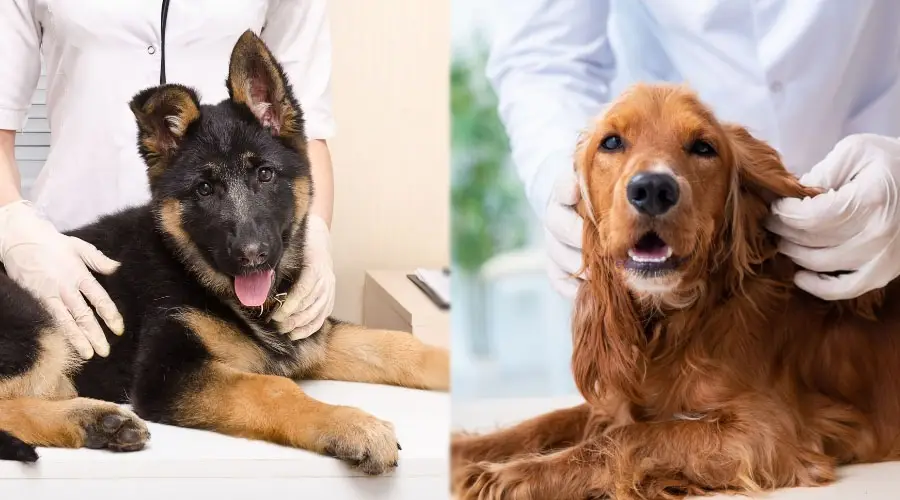 Perros jóvenes en el veterinario