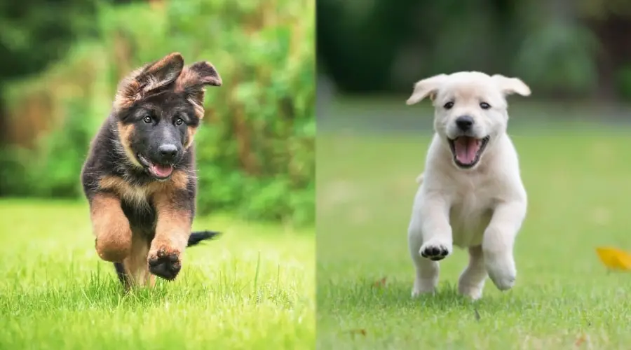 Cachorros corriendo en la hierba