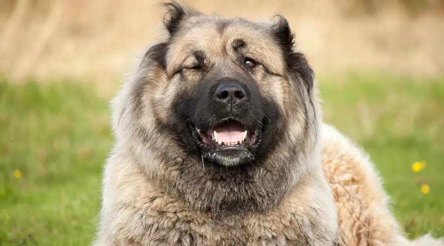 Temperamento del perro oso ruso