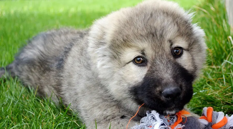 Costos del cachorro de perro oso ruso