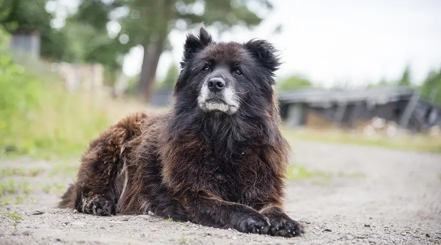 Rescates de perros osos rusos