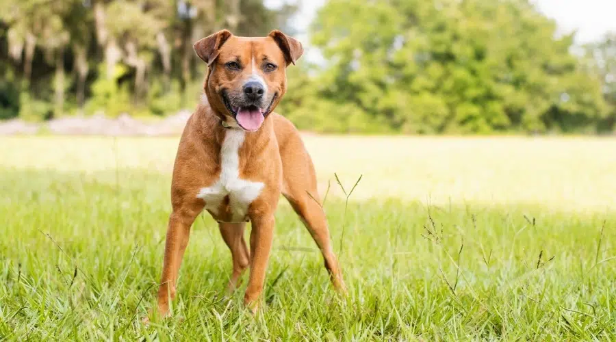 Perro feliz parado al aire libre y mirando a la cámara