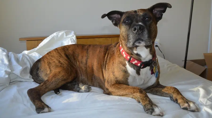 Perro atigrado descansando en una cama