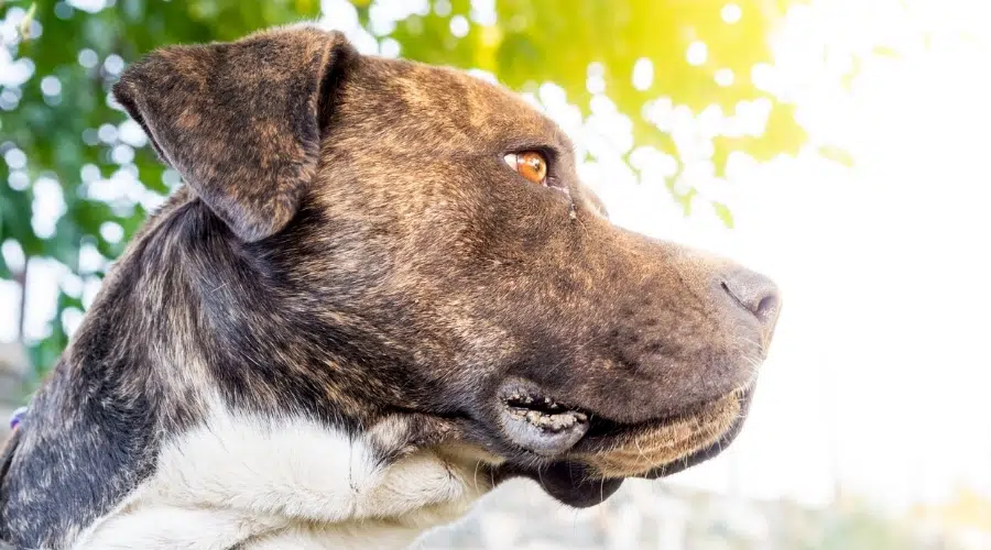 Perro atigrado al aire libre en un día soleado