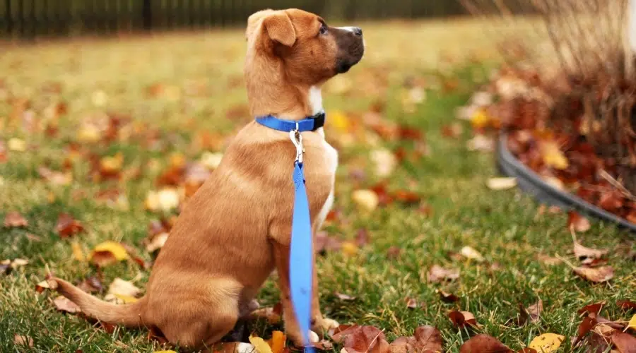 Cachorro marrón y blanco con una correa azul