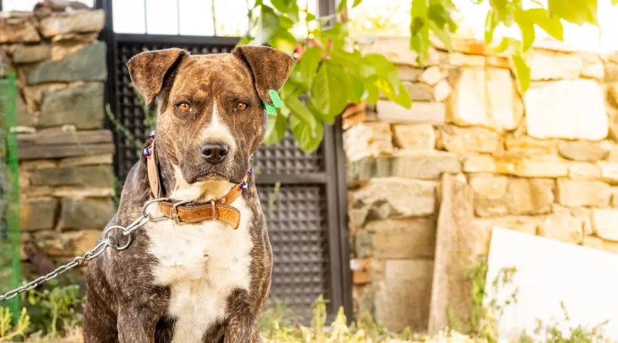 Perro atigrado serio sentado en un jardín