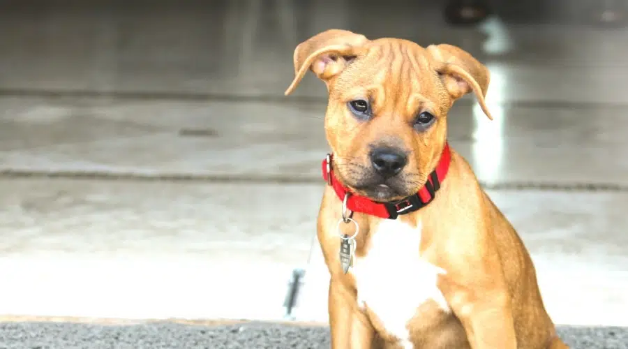 Cachorro de raza mixta marrón y blanco con collar rojo