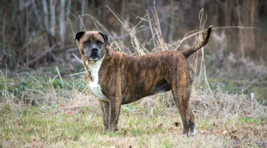 Perro atigrado senior de pie al aire libre