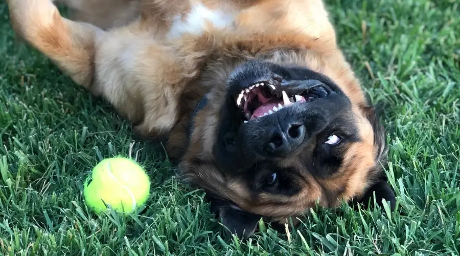 Uhtred con pelota de tenis en el césped