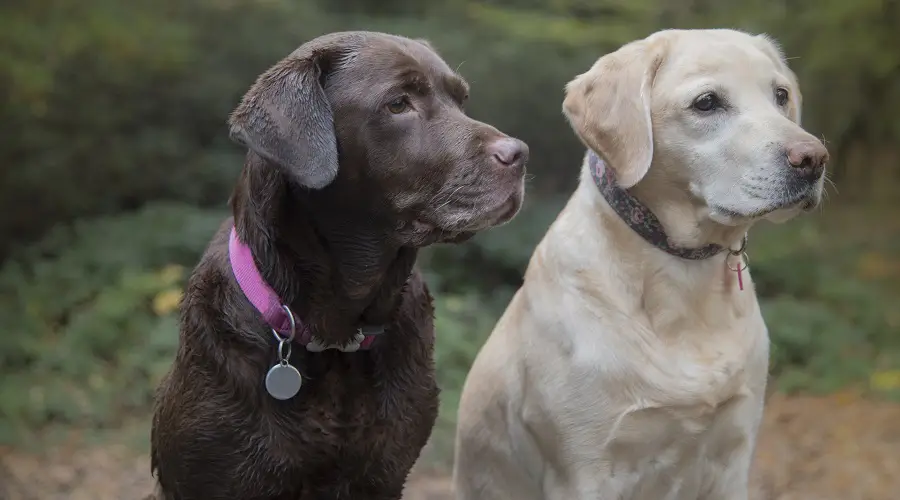 Raza parental labrador