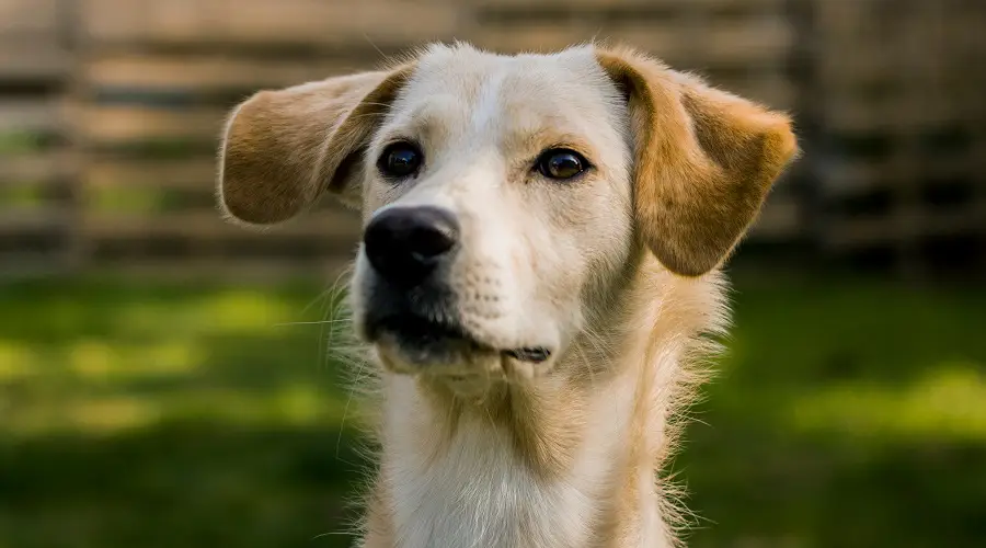 Cachorro de raza mixta Borador