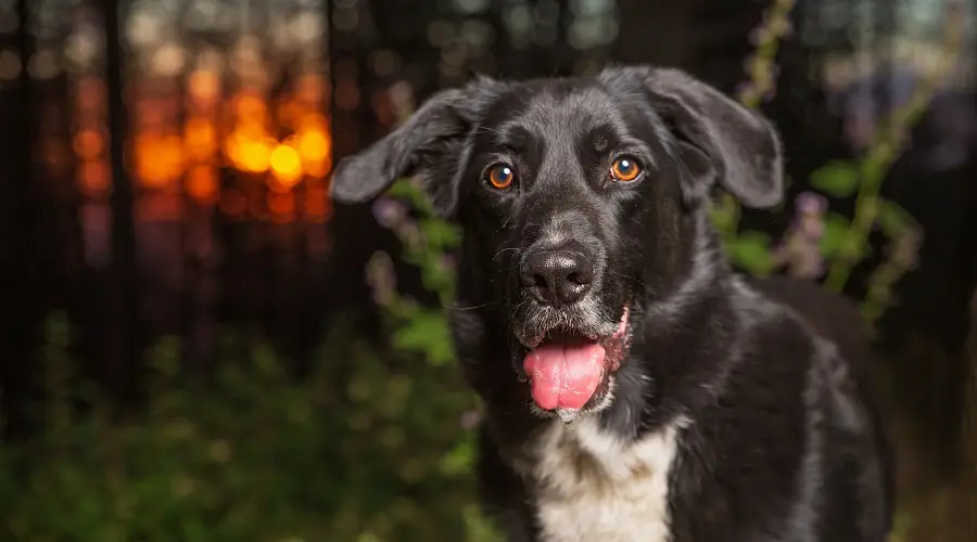 Border Collie Labrador Retriever cruce en el bosque