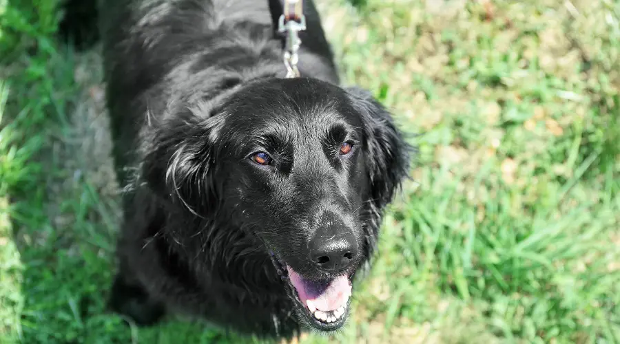 Border Collie Labrador cruce en hierba