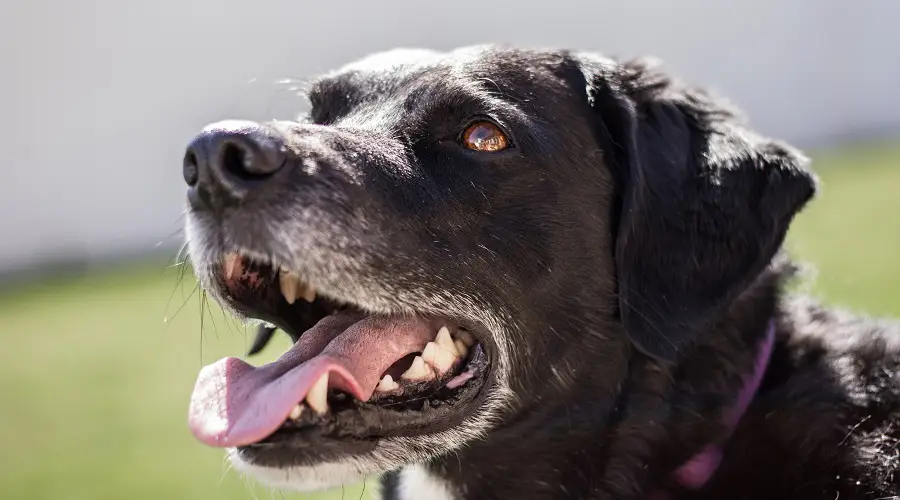 Border Collie Labrador Raza Mixta Mascota