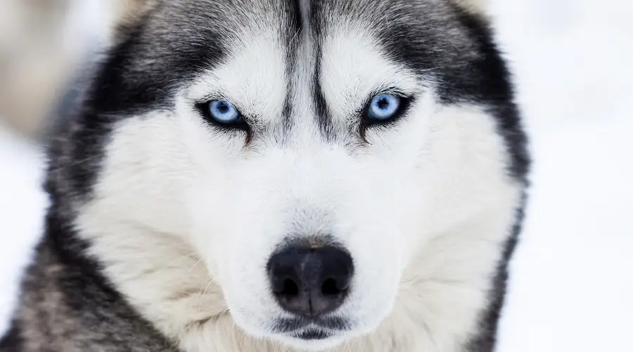 Perro husky siberiano