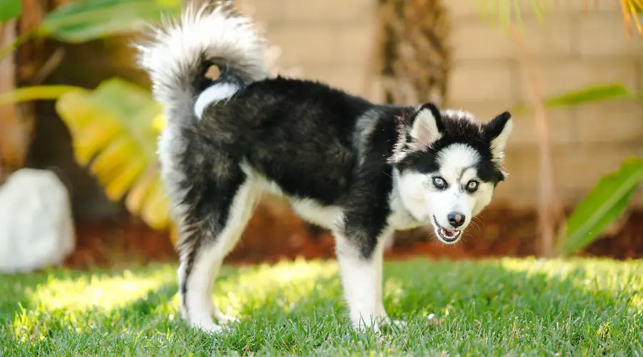 Perro blanco y negro con ojos azules en la hierba